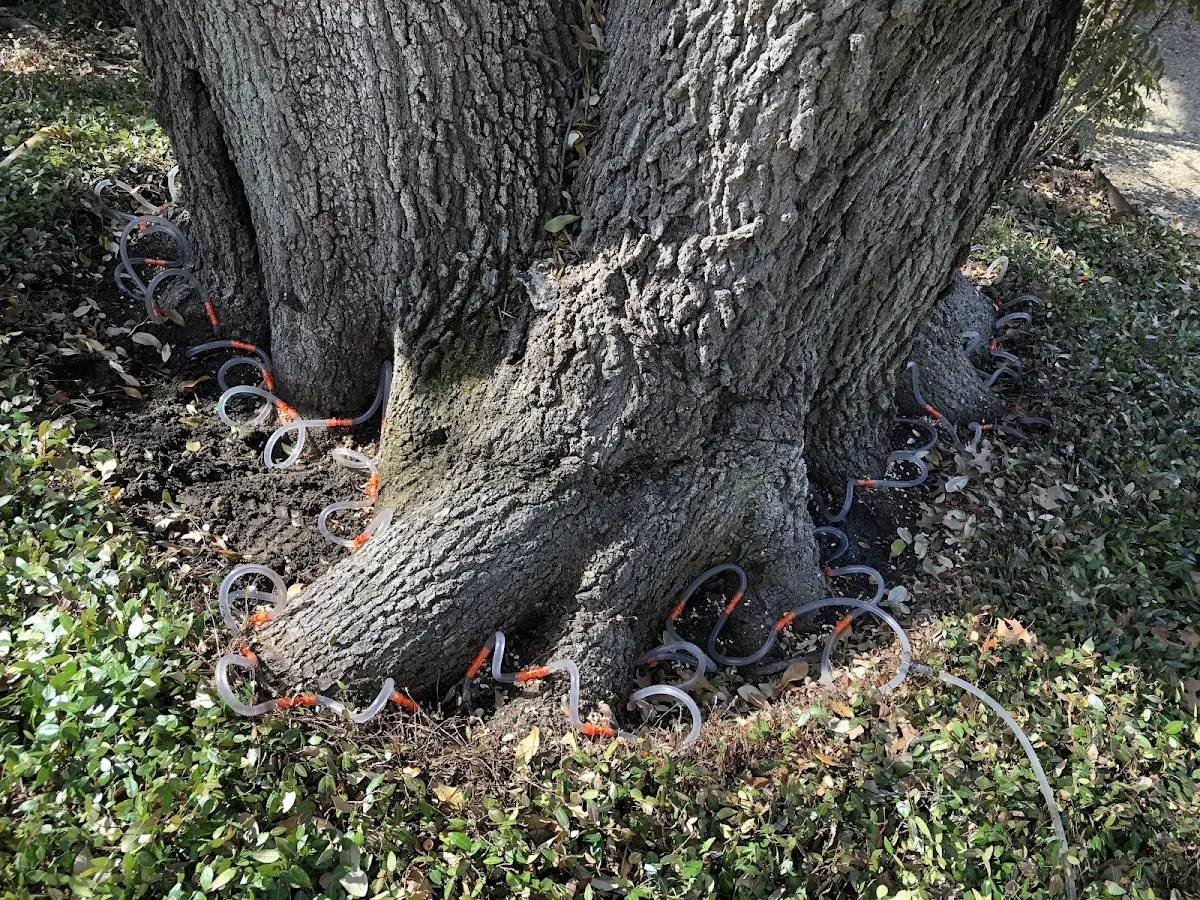 Detailed Tree Cabling and Bracing job site in Joanna